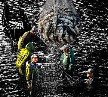 Catch  cuttlefish 01