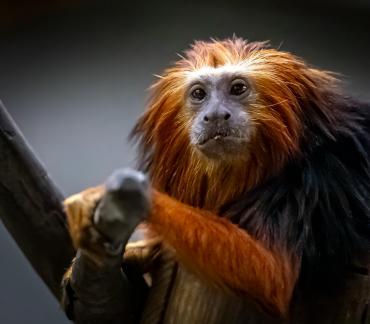 Golden Lion Tamarin 01