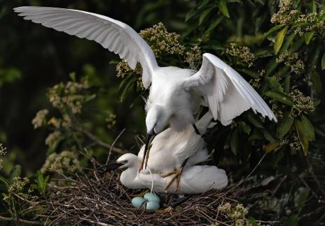 bacareful babyegg 02