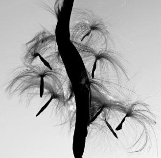 Dandelion before takeoff