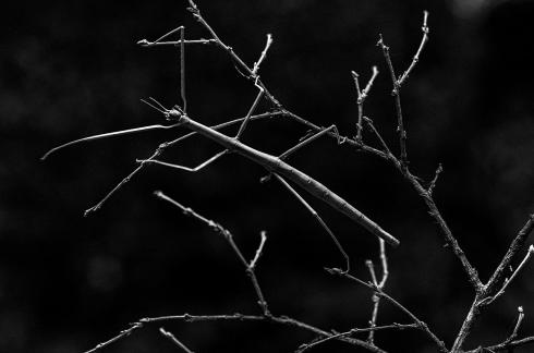 Skilled at disguising