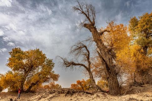 Autumn Euphrates Poplar