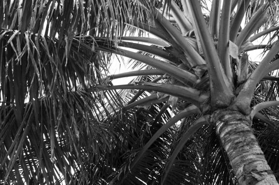 Palm