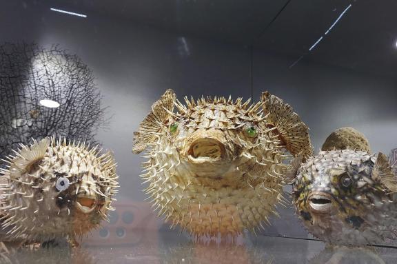 Inhabitants of the deep sea-3