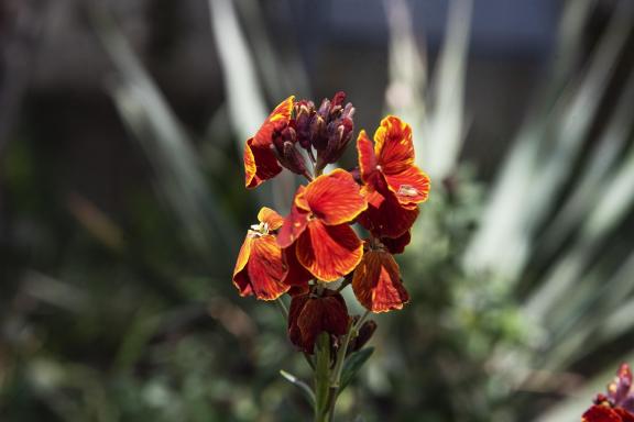Unknown flowers-5