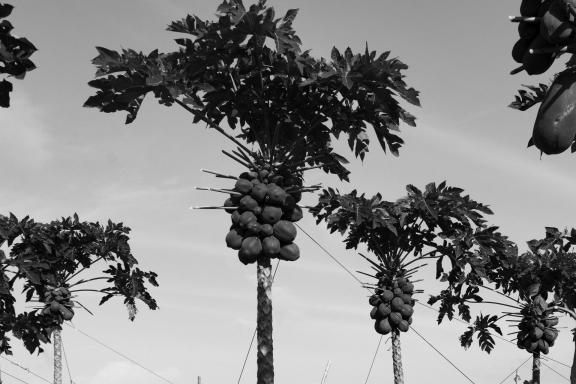 Coconut palms