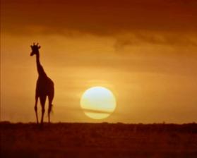 Savana