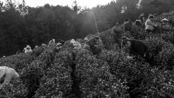 Tea Picking