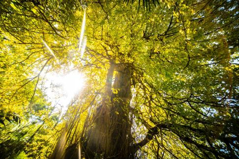 Ancient Ginkgo