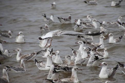 Gull Dance 5