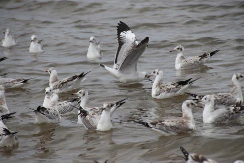 Gull Dance 7