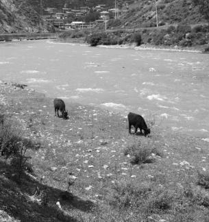 Cattle grazing by the stream 5