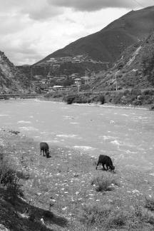 Cattle grazing by the stream 6