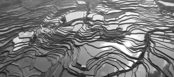 Terraced fields scenery 54