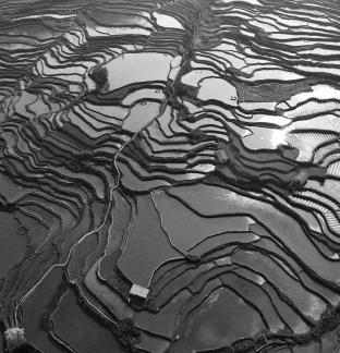 Terraced fields scenery 55
