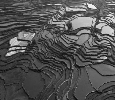 Terraced fields scenery 56