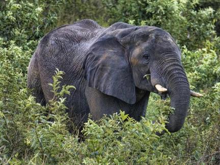 Elefant
