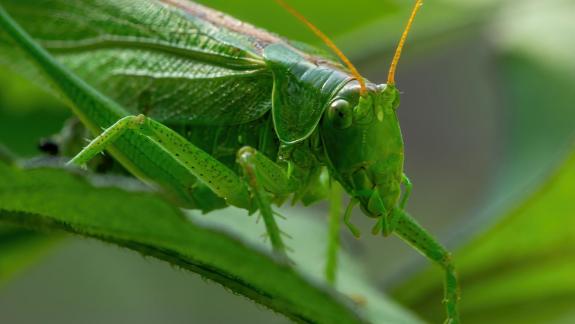 Tettigonia 6558