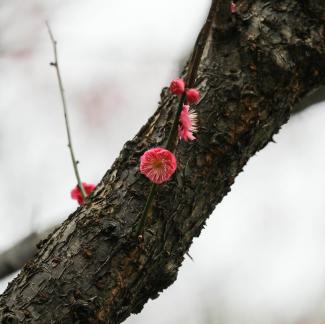 Red Plum Praise 37