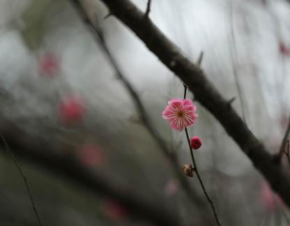 Red Plum Praise 38