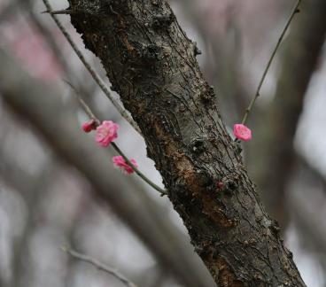 Red Plum Praise 39