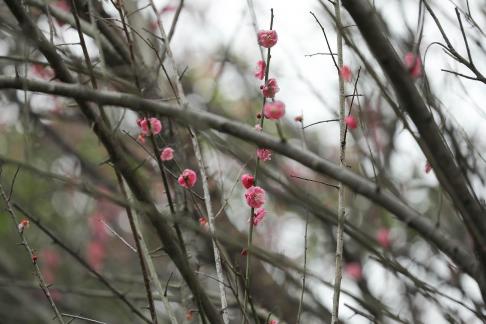 Red Plum Praise 40