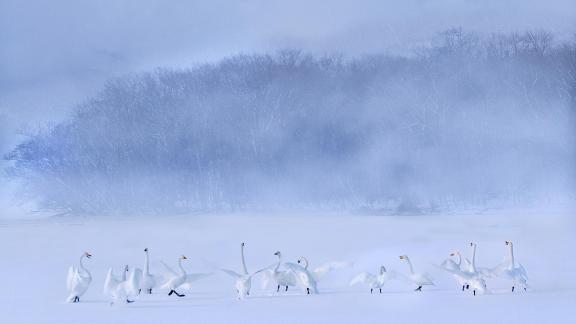 Morning of swan