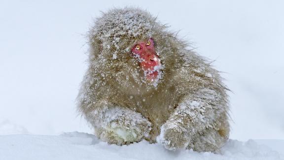 Snow wild ape 2