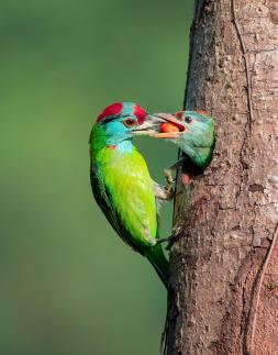 bluethroated woodpecker