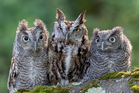 Three Screech-Owls 1701