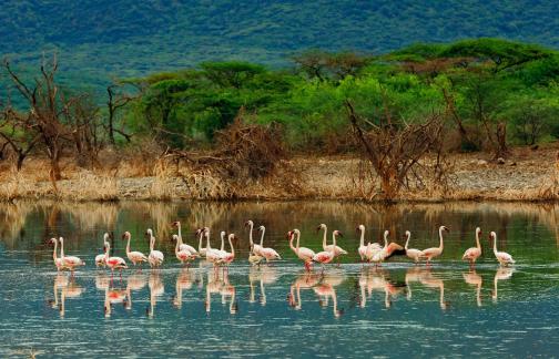 Home of the flamingos