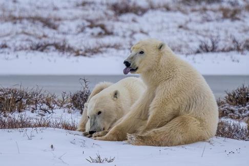Polar bear mother and cub 3