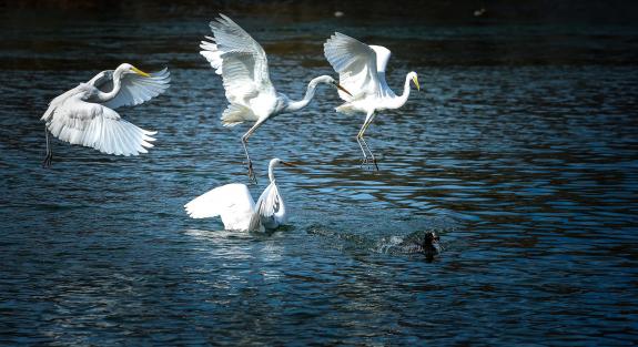 Egrets fly and ducks run