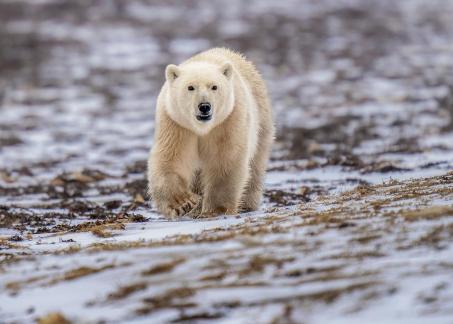 Approaching polar bear