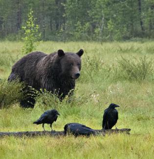 Bear and three ravens