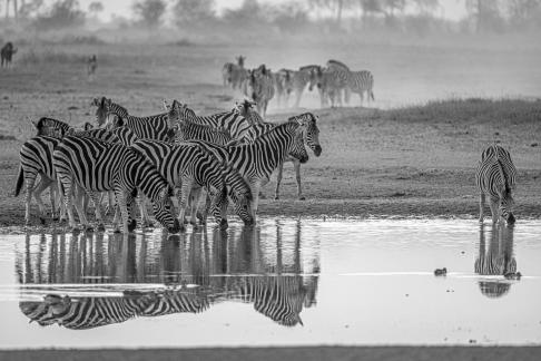 Zebras drinking water26