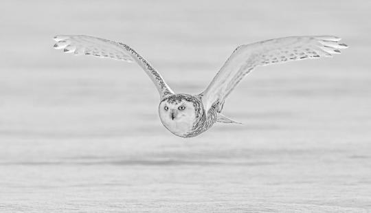 Snowy Owl 58