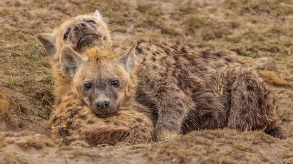 Cuddling Hyenas