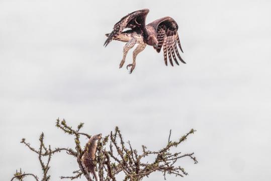 Martial Eagle and Mongoose