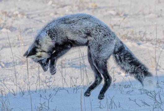 Hunting Silver Fox