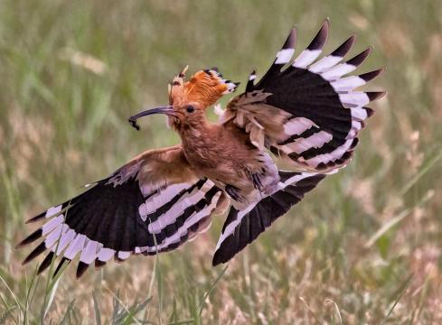 Hoopoe with insect