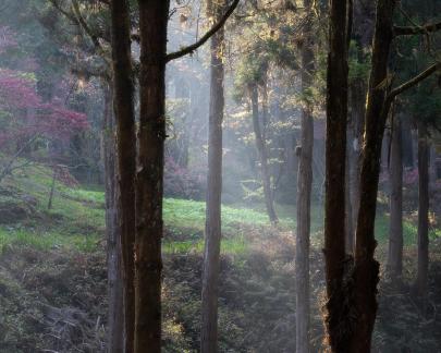 Late afternoon in Alishan forest
