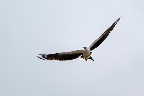 White bellied Sea Eagle
