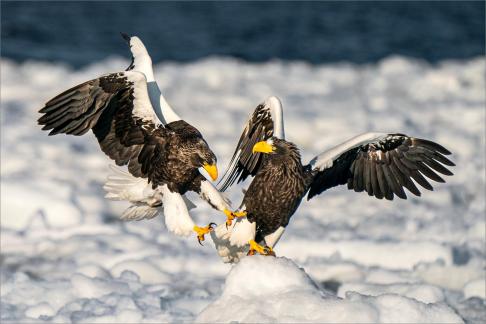 Steller Sea Eagles