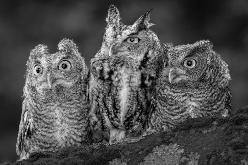 Three Screech-Owls 1683
