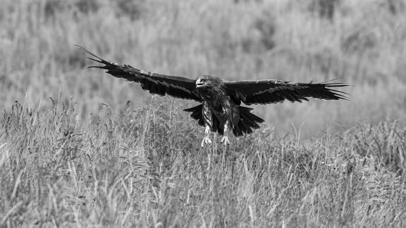 The Prairie Eagle flies