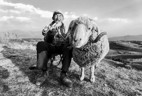 The Old Man and the Sheep