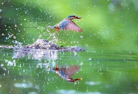 Kingfisher eats fish