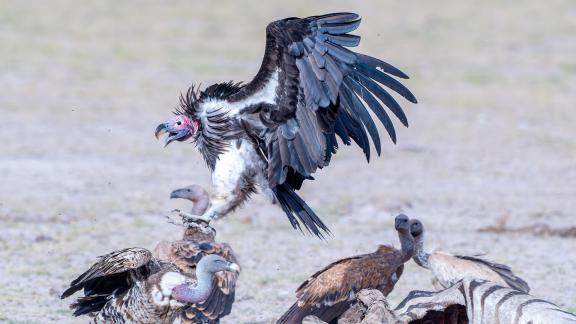 African wrinkled vulture
