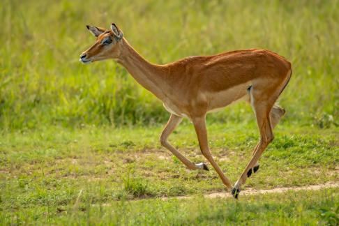 Running African antelopes